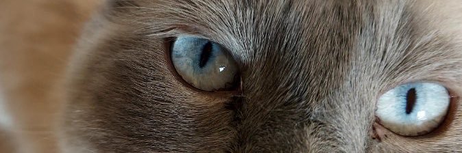 chantefuzz.bsky.social banner