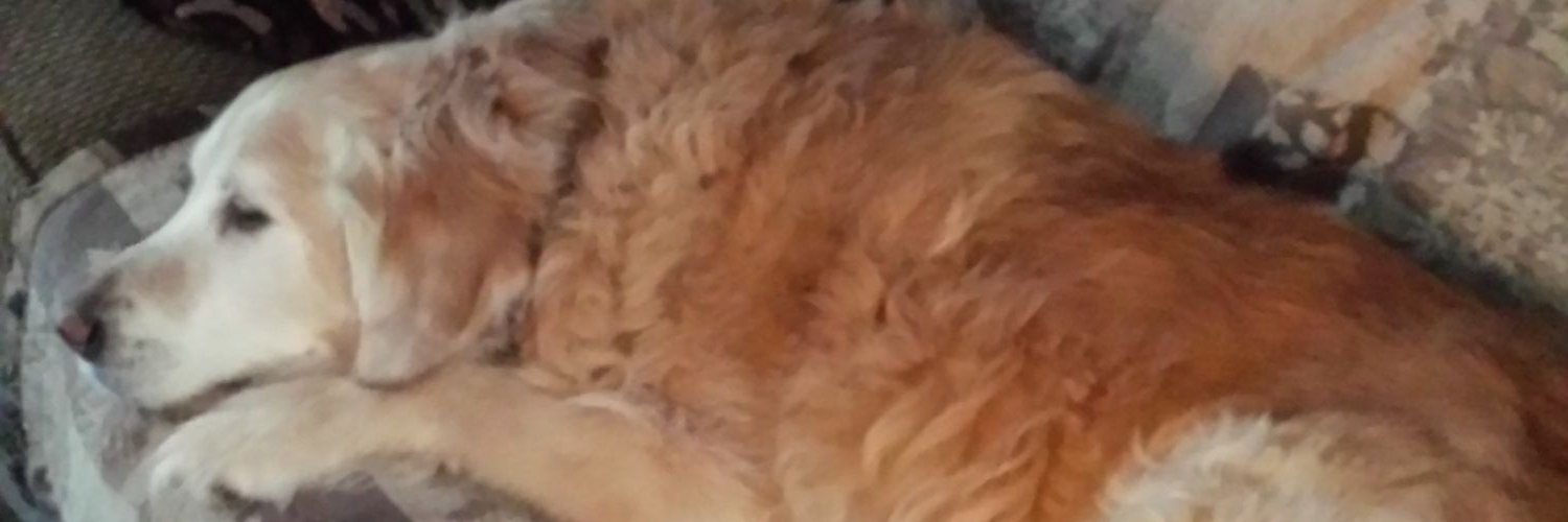 WainwrightClar1's profile banner image