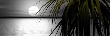 عبدالله المسلم banner