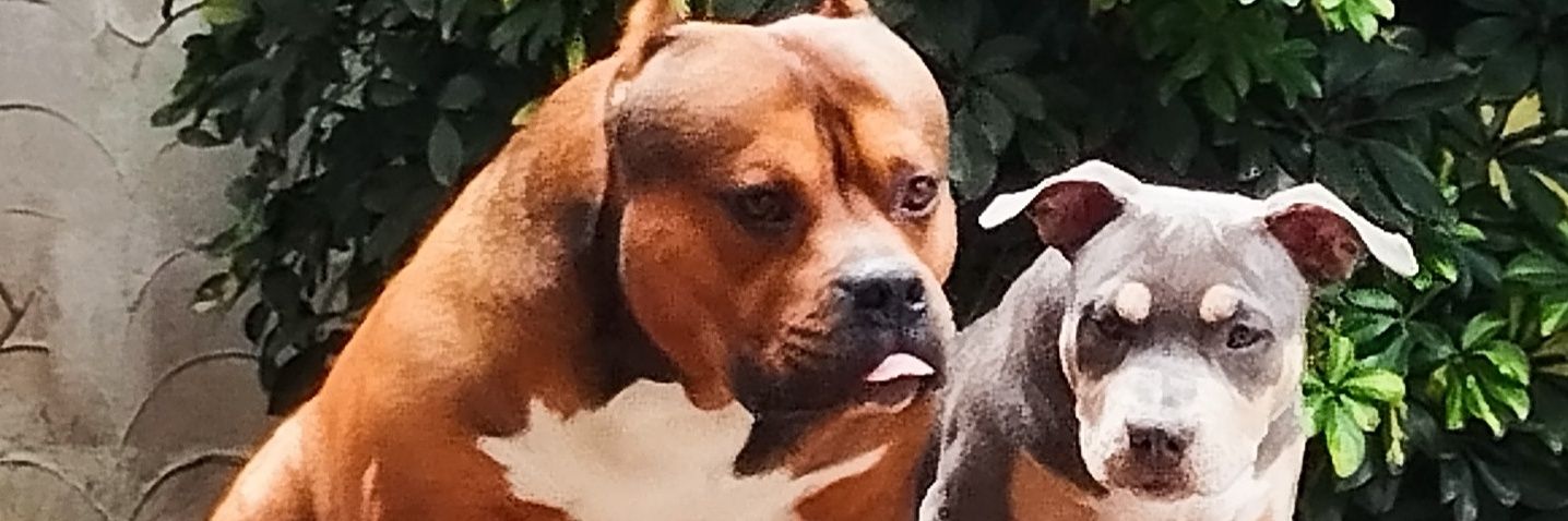 seperezu's profile banner image