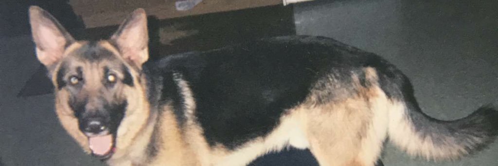 carterstarocci's profile banner image