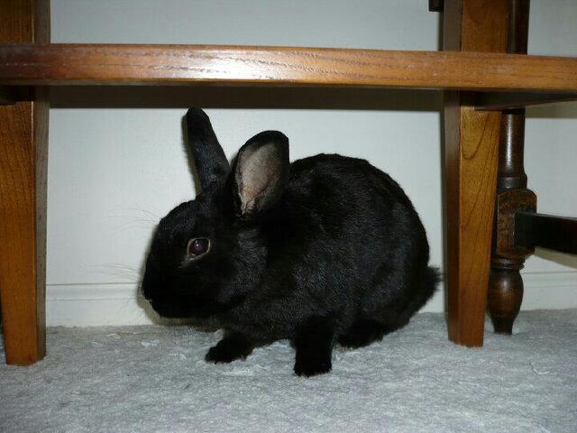 Riaghan Rabbit 💔🌈 1 Dec 2007 - 12 Nov 2020 banner