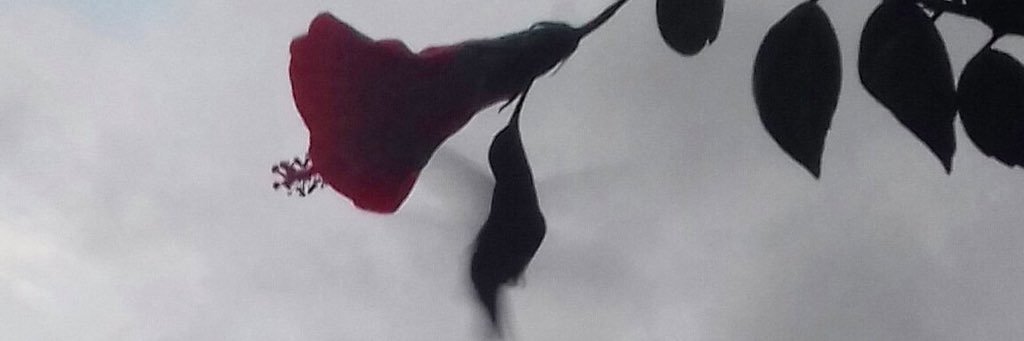 macadelrosso_'s profile banner image