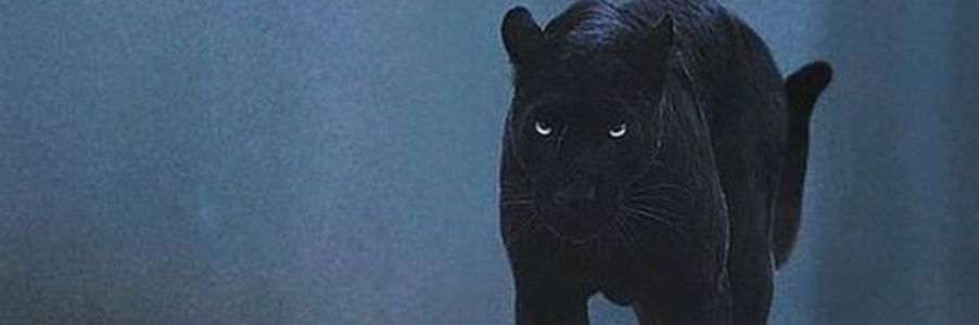 ViolistChi's profile banner image