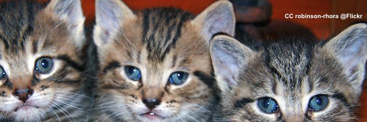 GoTeamMeow's profile banner image