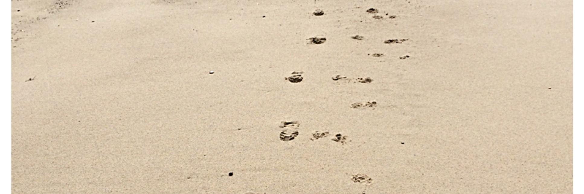 Pawfect Friends banner
