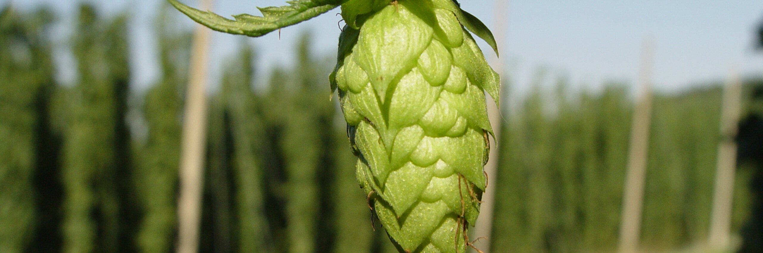 Craft Beer Time banner