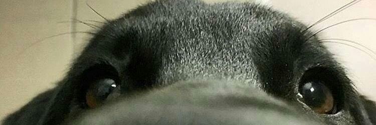 thauersuras's profile banner image