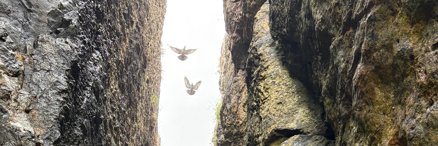 Curious Nomis banner