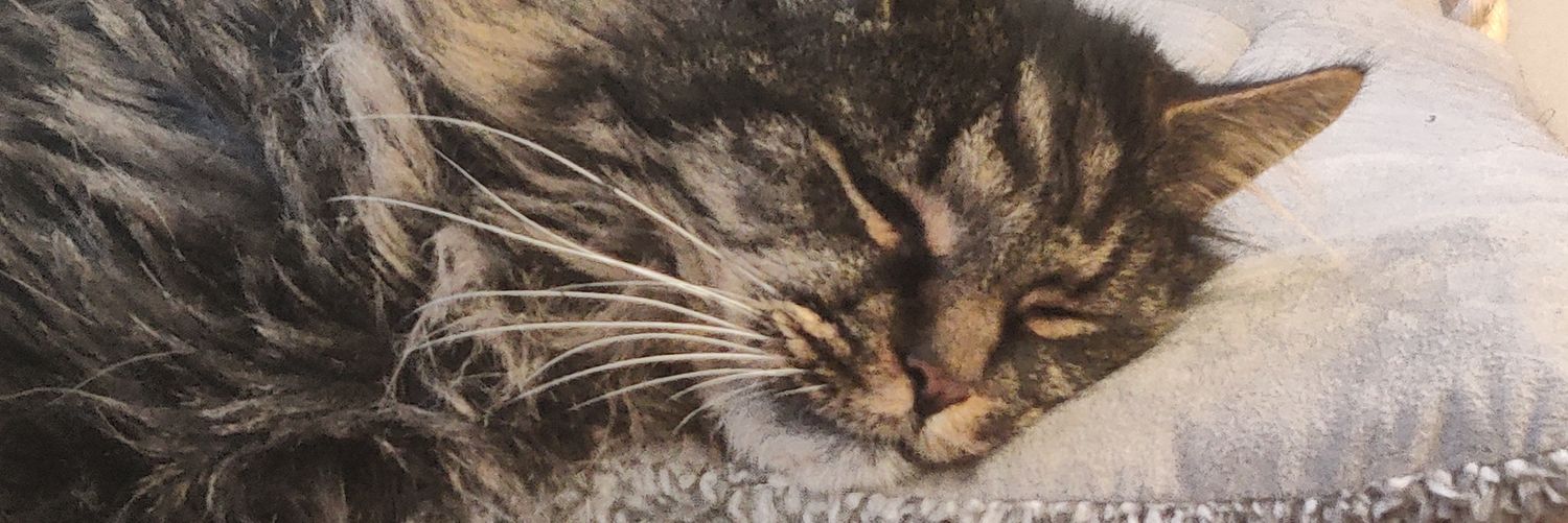 FortunesFelines's profile banner image