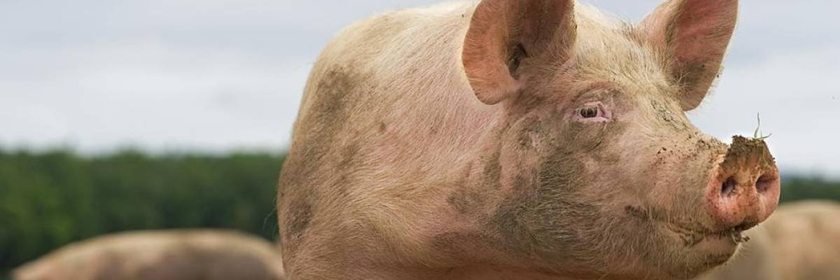 sep_matheeus's profile banner image