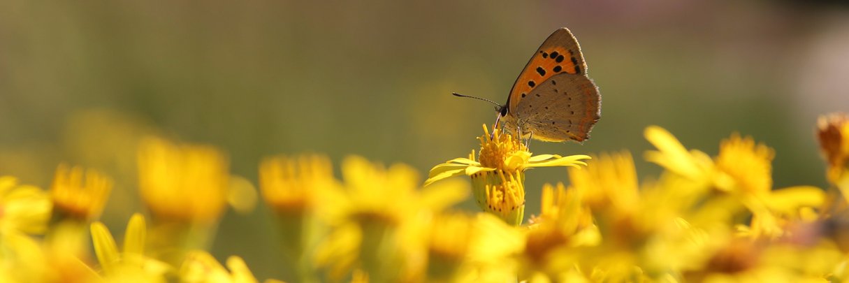 GemKalmthout's profile banner image