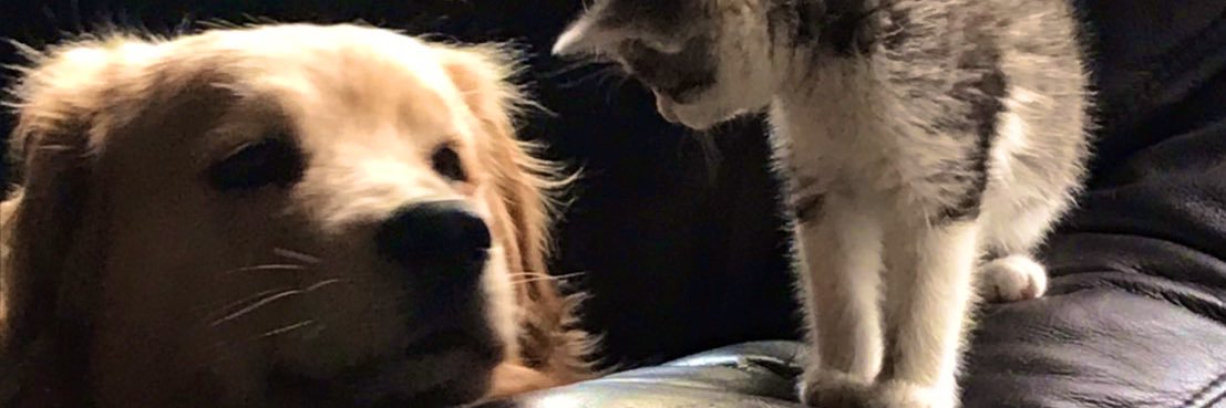 msntndeath's profile banner image