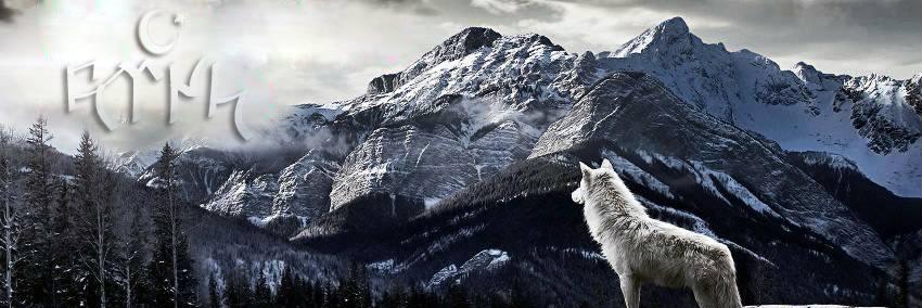 Mehmet Ali ARAS banner