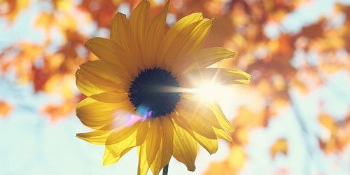 DinaDandooneh's profile banner image