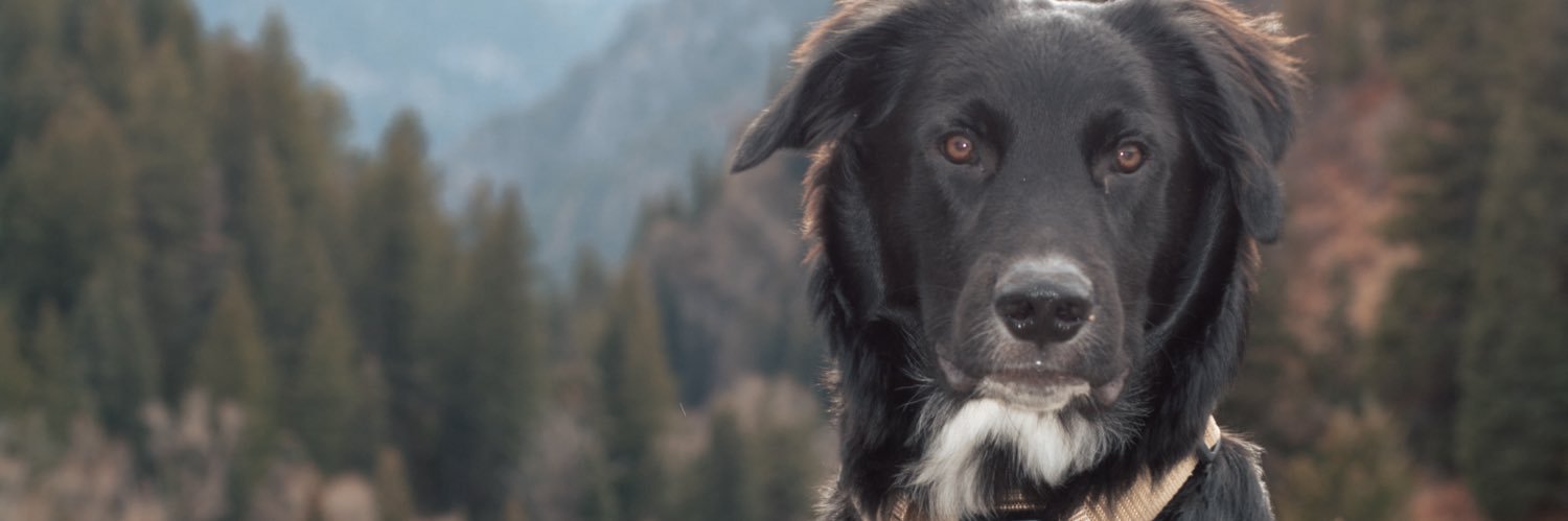 graysonpalmer's profile banner image