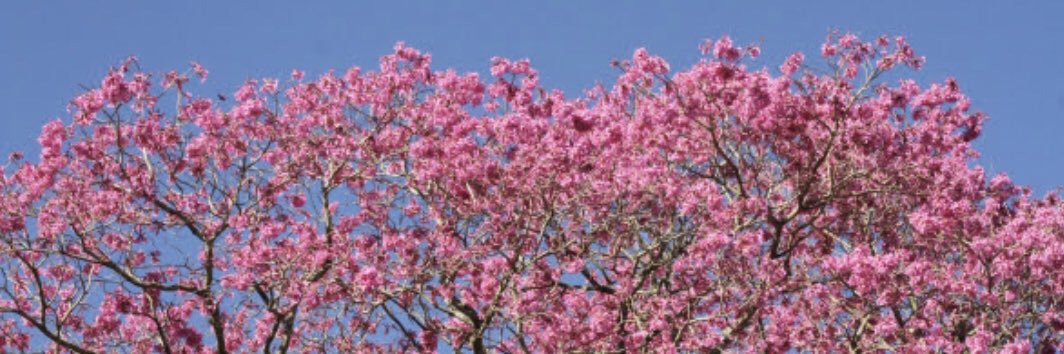 claudia_rtb's profile banner image