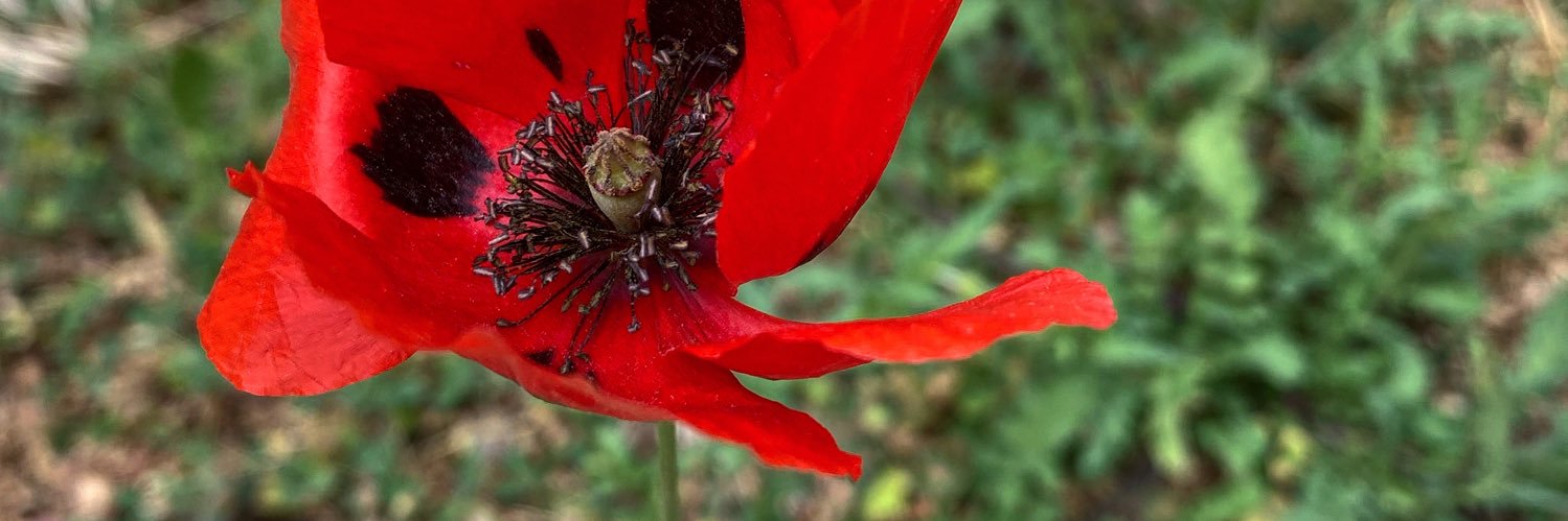 nisreen نسرين banner