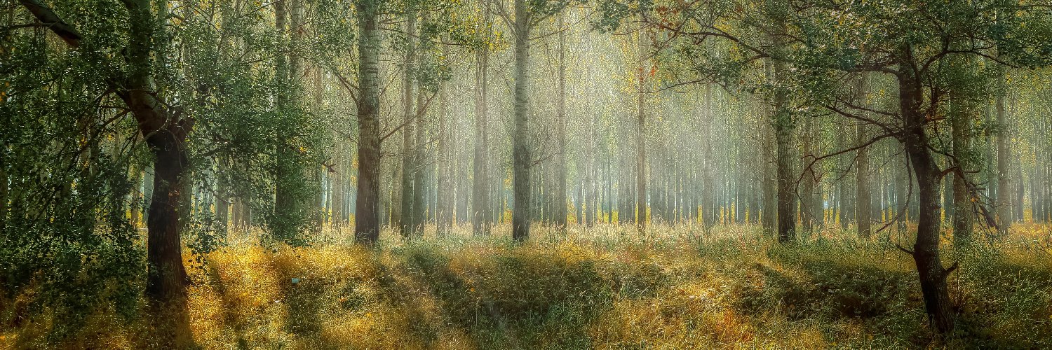 treelegs666's profile banner image