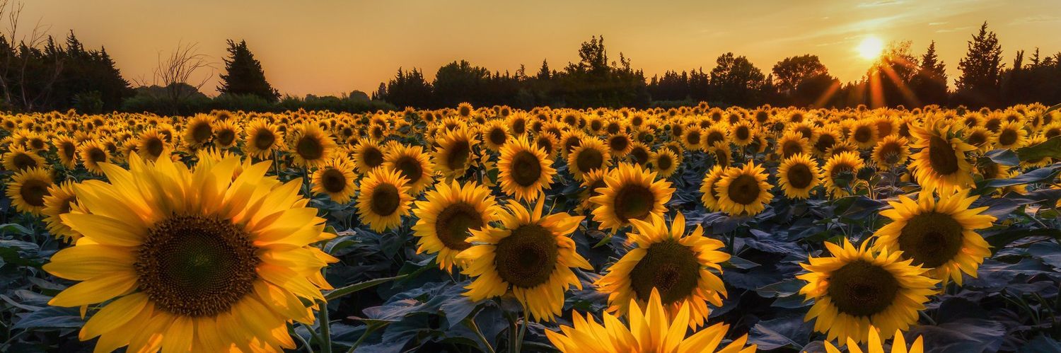 Eli_zae's profile banner image
