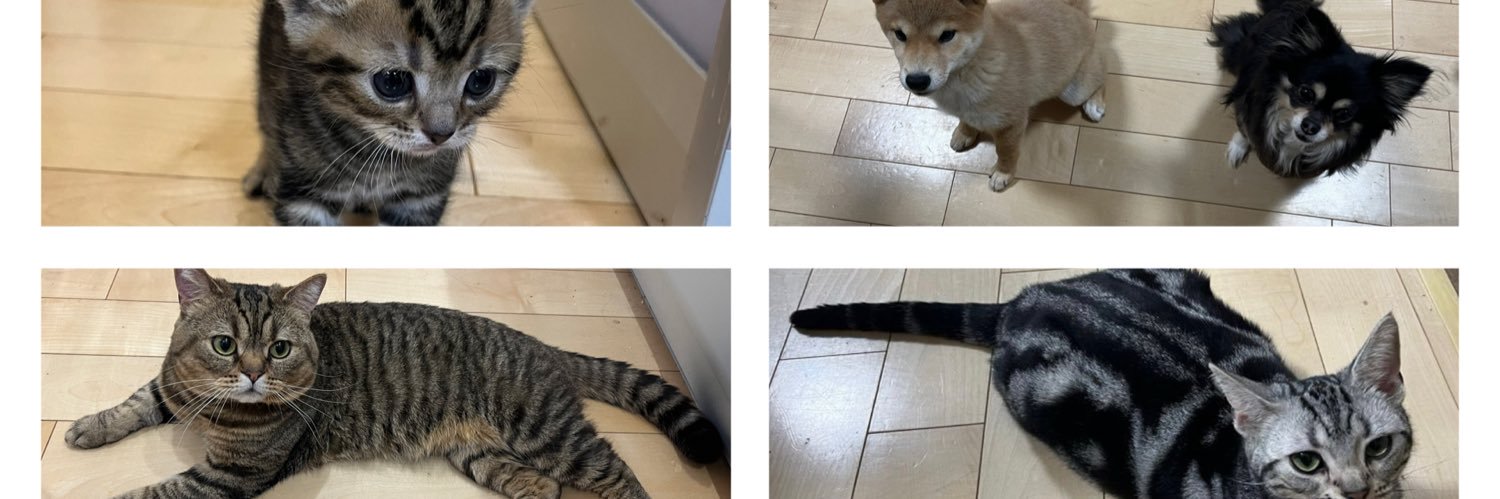 ぽんちゃん🐾 banner