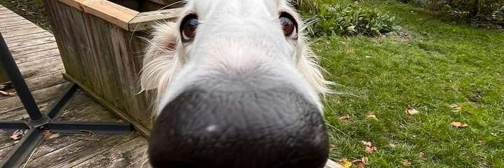 Doromian Blueheart banner