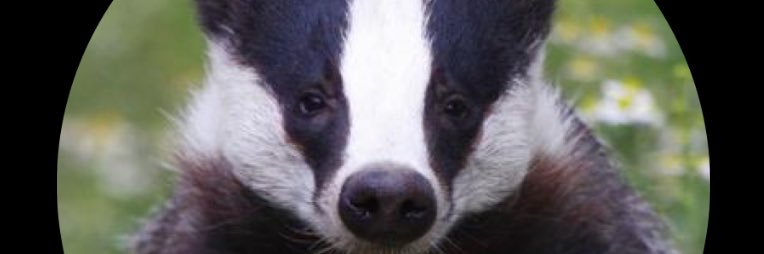 Badgers Class banner