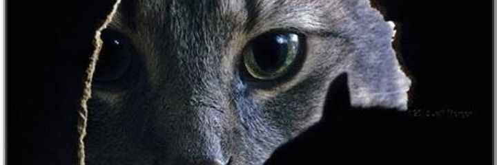AndreavIbarra's profile banner image