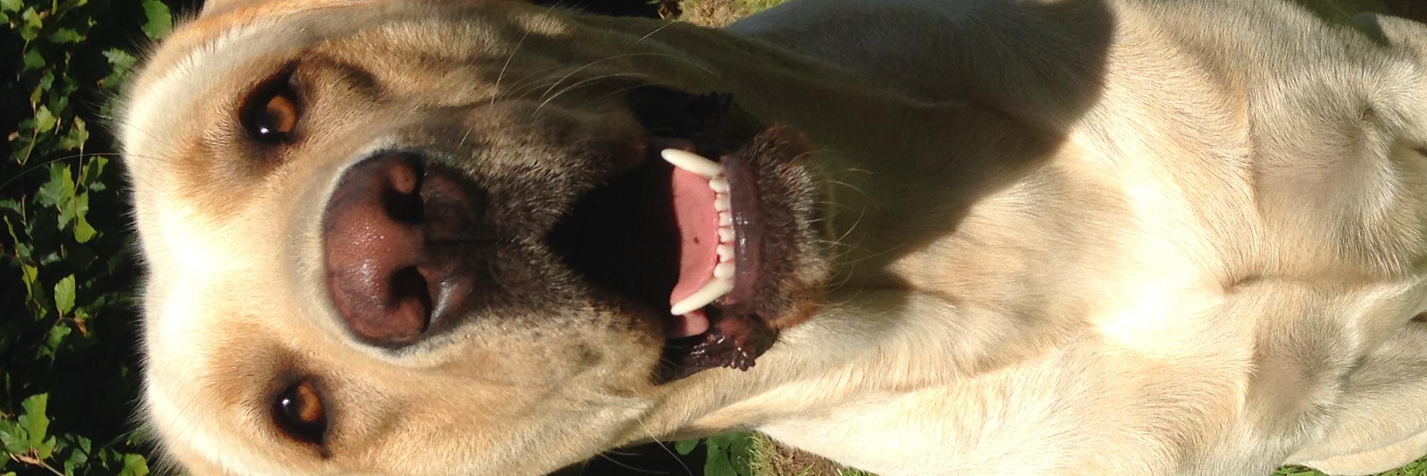 myla_labrador's profile banner image