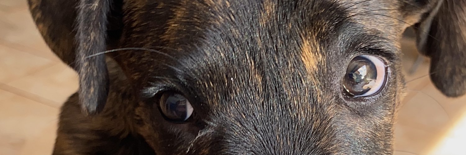 leoblancc's profile banner image