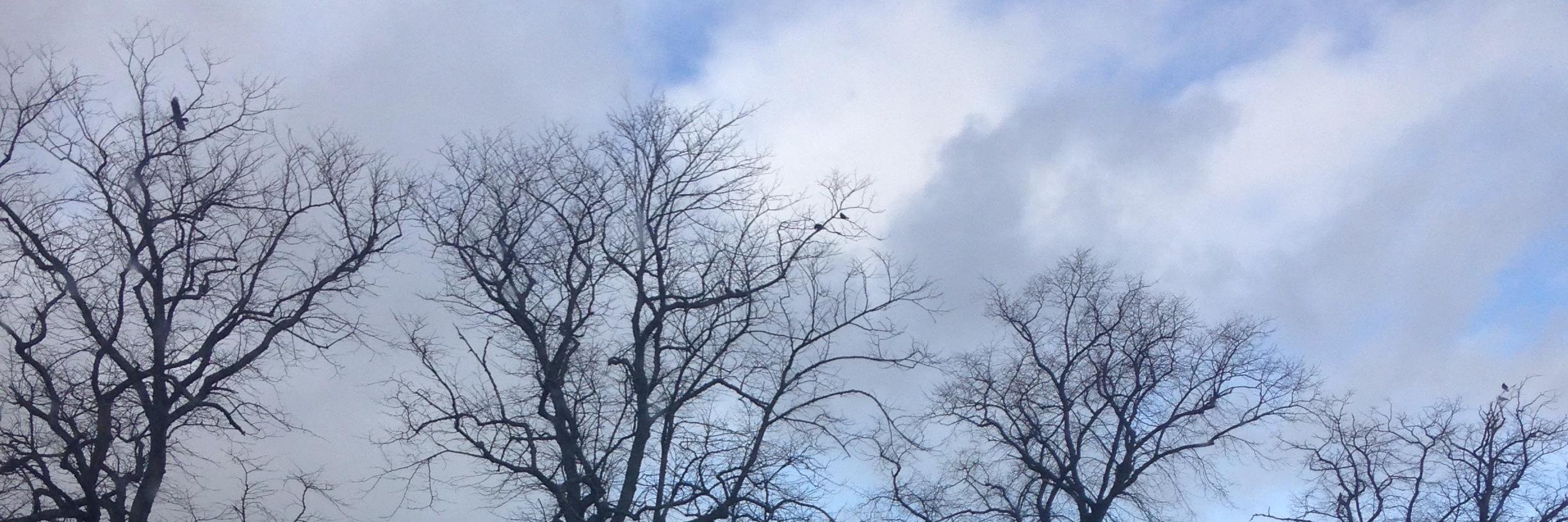 BHS Employability banner