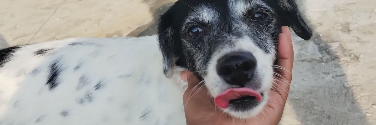 samtrindade's profile banner image