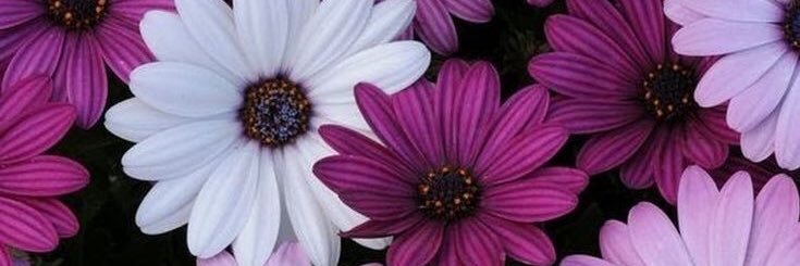 stella_marano's profile banner image