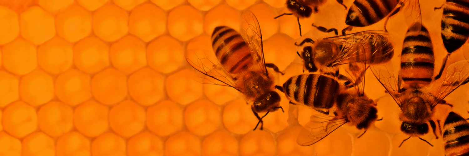 Colmena Management banner