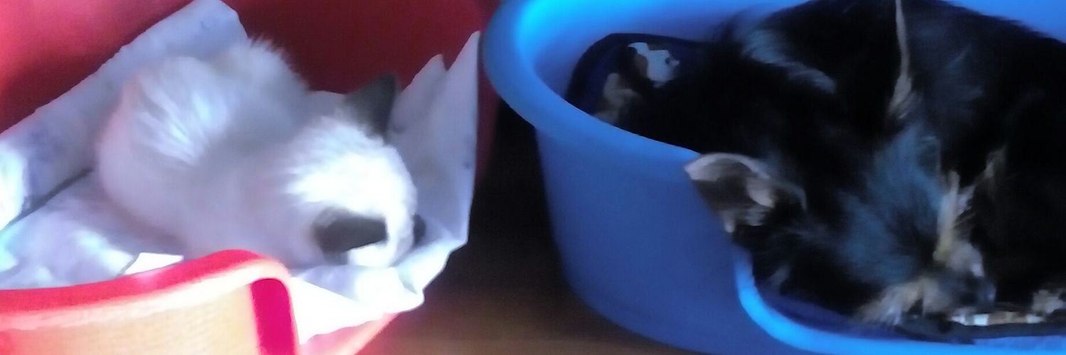 thatsmemimi's profile banner image