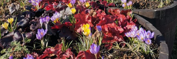 dilly_dot Profile Banner