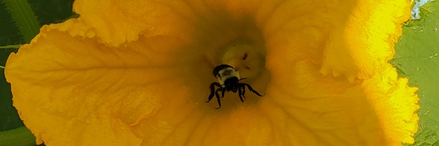 Audimaited's profile banner image