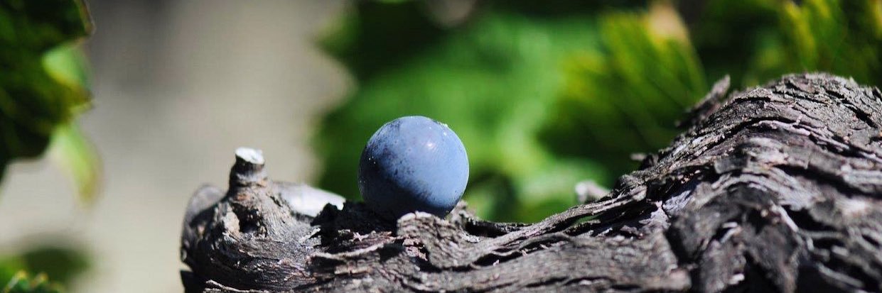 Caroline Frey banner