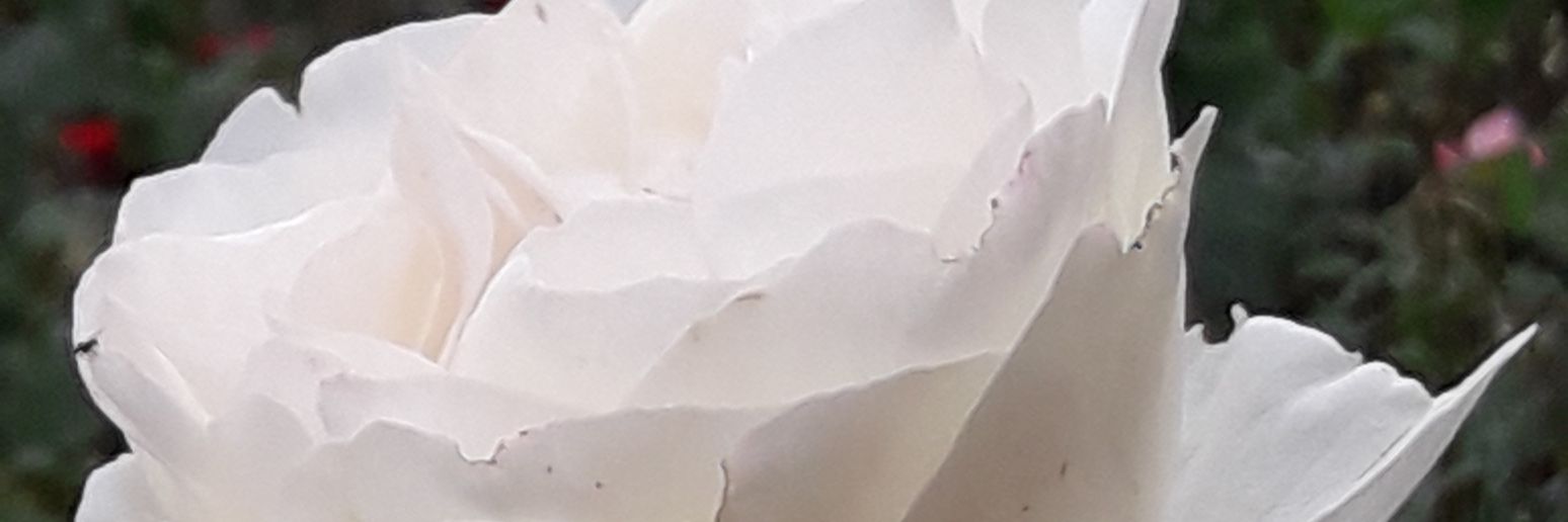 diegoprez_'s profile banner image