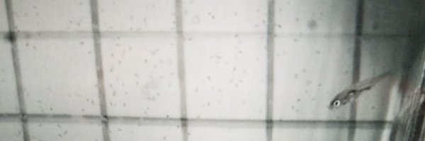 evodevoDina Profile Banner