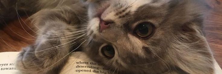 sehokmin's profile banner image