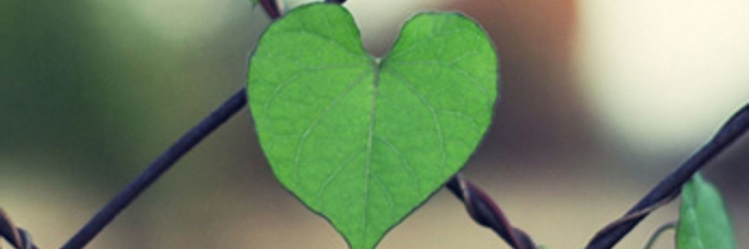 SheidaAtrinejad's profile banner image