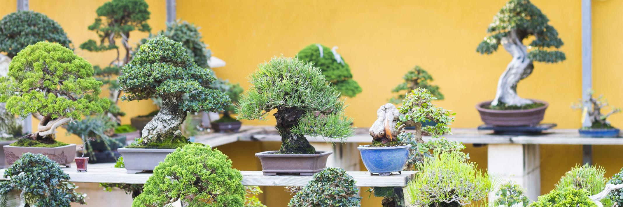 medibonsai's profile banner image