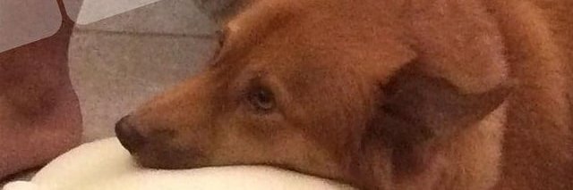 chummychumchums's profile banner image