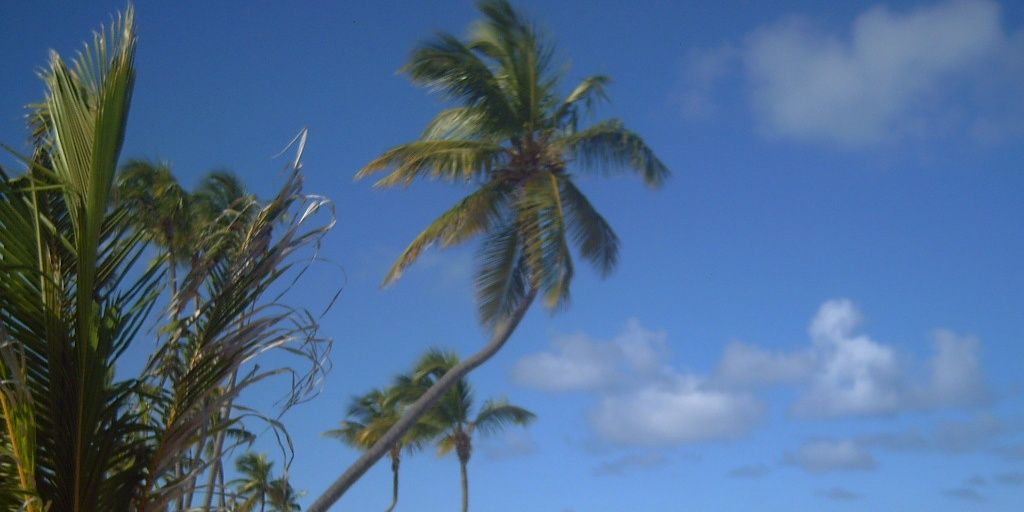 amparo fernandez banner