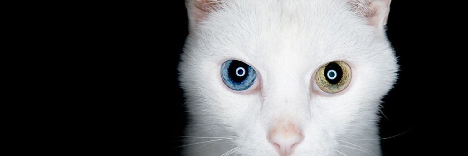 HdooaAnha's profile banner image