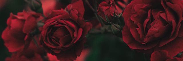 Cassaphrass_'s profile banner image