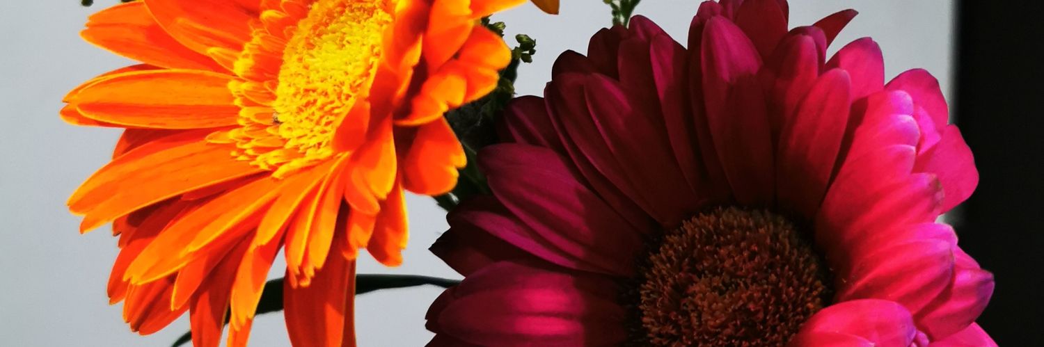 KatherineGLeon's profile banner image