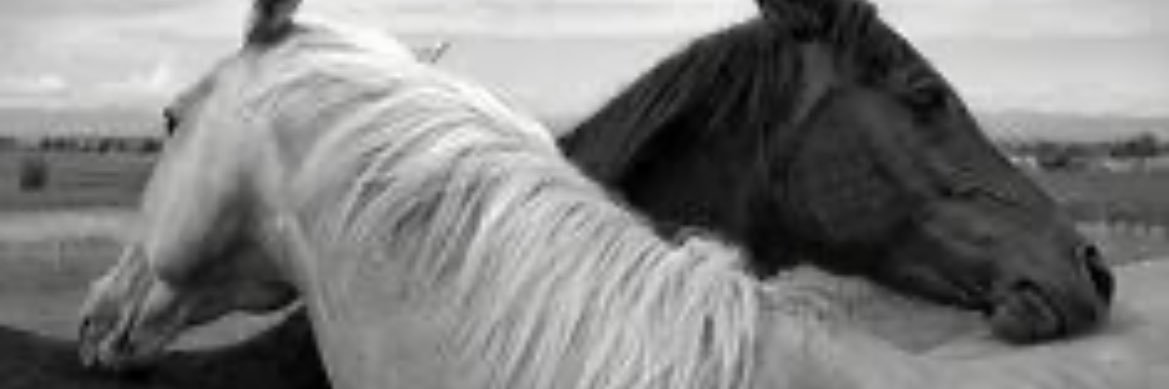 tgbdmr1's profile banner image