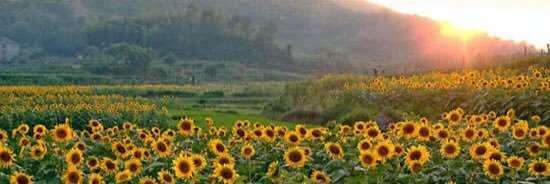 好葉🍃 banner